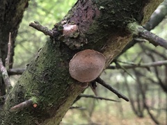 Auricularia auricula-judae