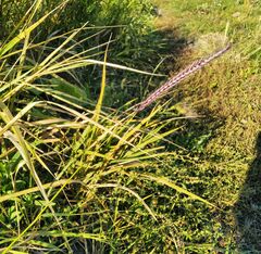 Hordeum brevisubulatum