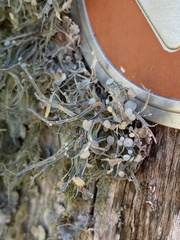 Ramalina leptocarpha