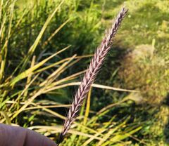 Hordeum brevisubulatum