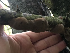 Auricularia auricula-judae