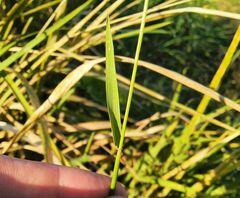 Hordeum brevisubulatum
