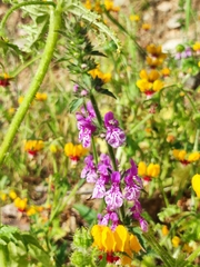 Stachys grandidentata