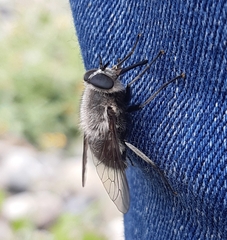 Osca albithorax