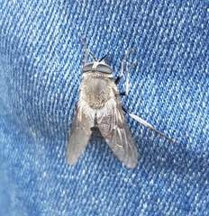 Osca albithorax