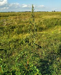 Rumex pseudonatronatus