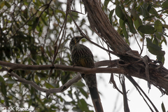 Anthochaera paradoxa