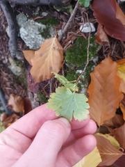 Ribes alpinum