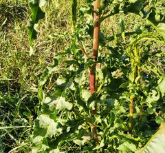 Rumex pseudonatronatus