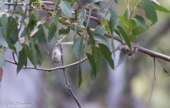 Acanthiza pusilla diemenensis