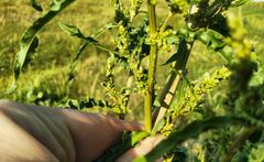 Rumex pseudonatronatus