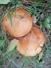 Suillus granulatus