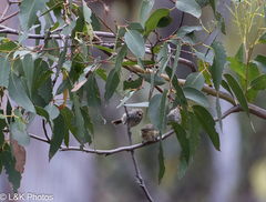 Acanthiza pusilla diemenensis