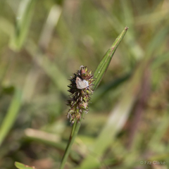 Cenchrus echinatus
