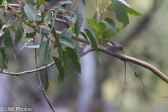 Acanthiza pusilla diemenensis