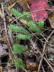 Lycopodiaceae