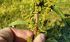 Rumex pseudonatronatus