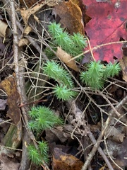 Lycopodiaceae