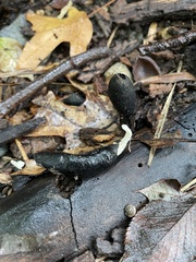Xylaria polymorpha