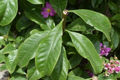 Pereskia grandifolia
