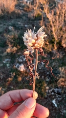 Leuzea conifera