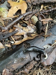 Xylaria polymorpha