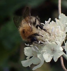 Bombus pascuorum