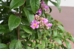 Pereskia grandifolia