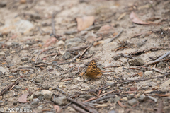 Heteronympha merope