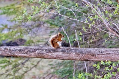 Tamiasciurus hudsonicus