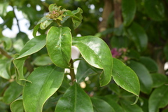 Pereskia grandifolia