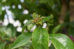 Pereskia grandifolia