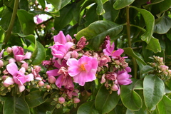 Pereskia grandifolia