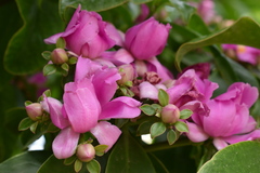Pereskia grandifolia