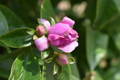 Pereskia grandifolia