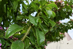 Pereskia grandifolia