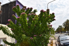 Pereskia grandifolia