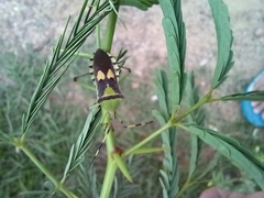 Prismatocerus prominulus