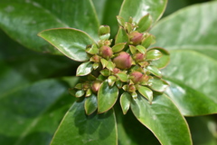 Pereskia grandifolia