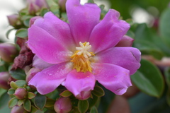 Pereskia grandifolia