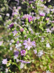 Moscharia pinnatifida