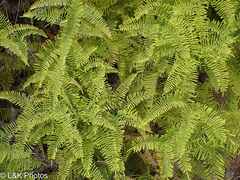 Gleicheniaceae