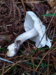 Tricholoma columbetta