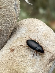 Notiobia terminata