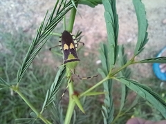 Prismatocerus prominulus