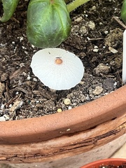 Leucocoprinus ianthinus