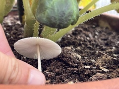 Leucocoprinus ianthinus