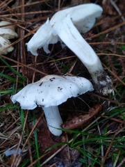 Tricholoma columbetta