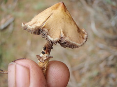 Protostropharia luteonitens