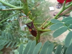 Prismatocerus prominulus